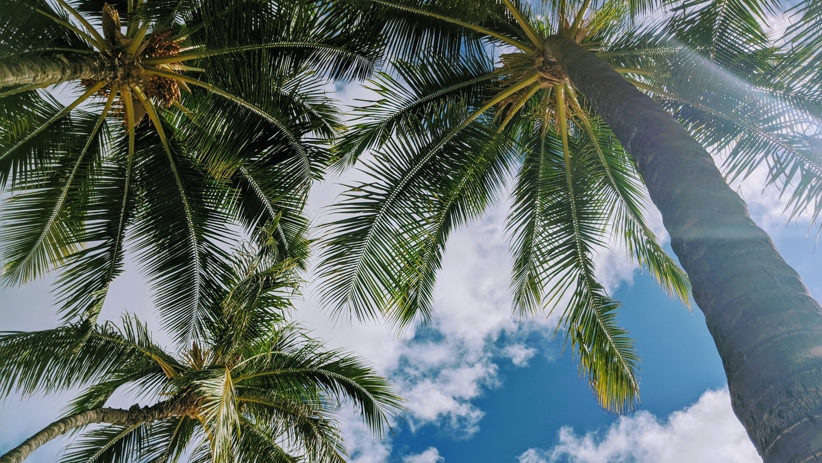 4月30日はアーバーデイ!ワイキキのロイヤルグローブで、椰子の魅力に触れよう