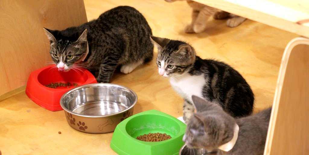 「モリ・ハワイ」の「ネコカフェ」ポップアップで可愛い子猫たちが大集合！