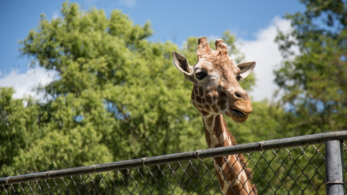 ホノルル動物園、明日営業再開