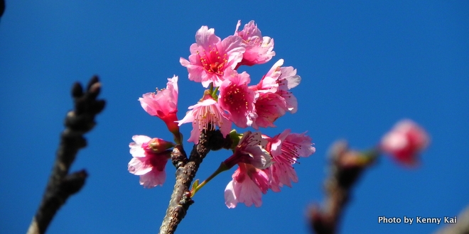 ワヒアワの桜