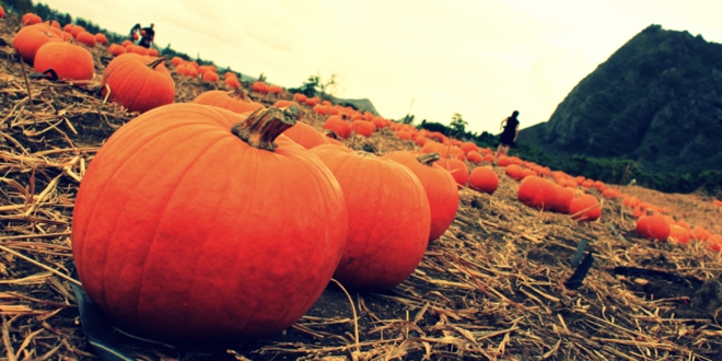 ワイマナロ・カントリーファームズ